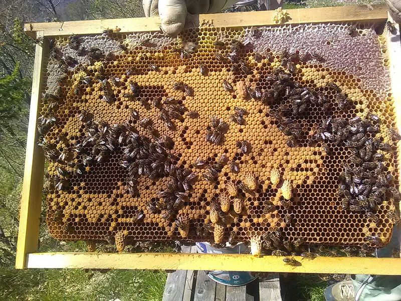 Couvain et cellule royale (allongée), miel sur le pourtour du cadre. Un changement de reine se prépare 