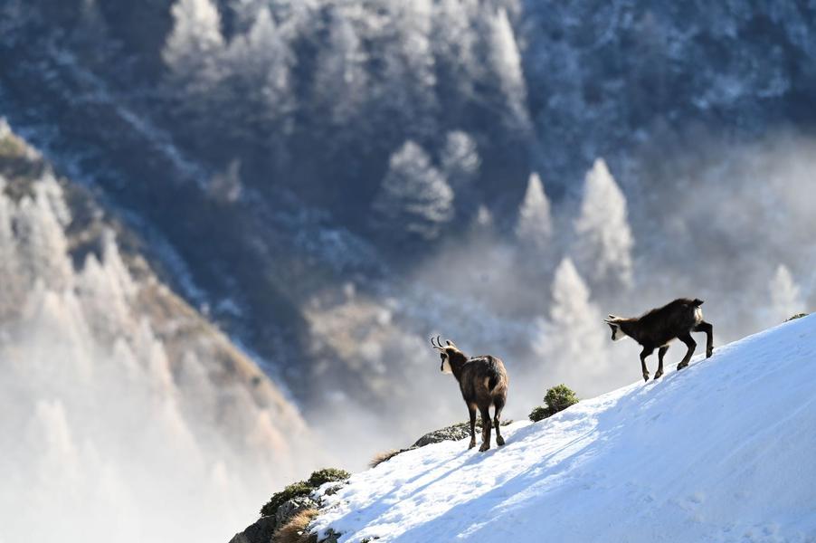 - © Rodolphe Papet, Parc national des Ecrins 137913e_HD - © Rodolphe Papet, Parc national des Ecrins