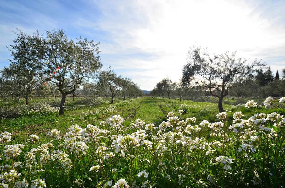 Domaine Les vadons Cucuron