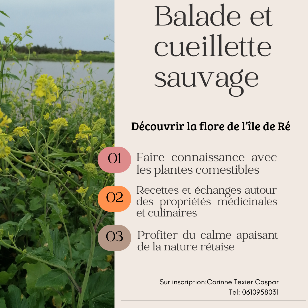 Balade et cueillette sauvage