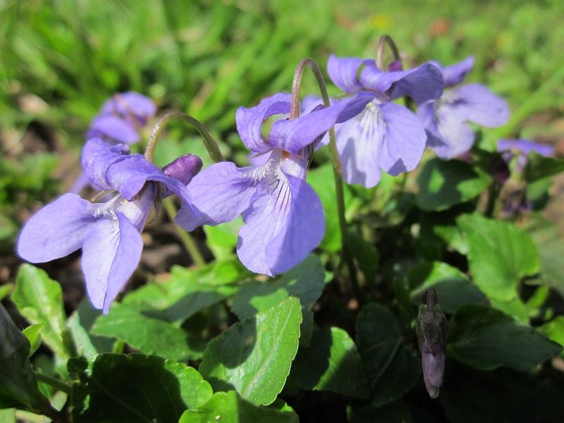 Chemin des violettes