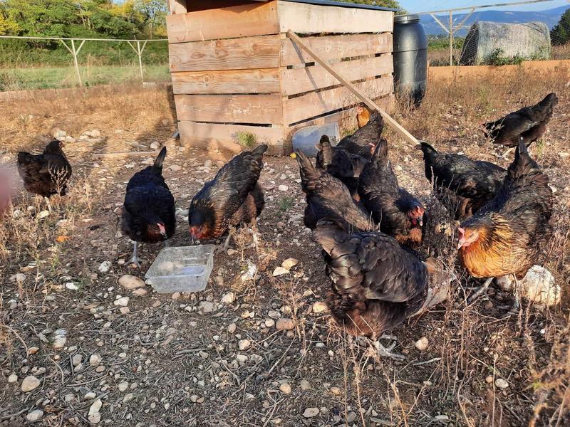 La ferme du sureau - producteur - Parmilieu - Balcons du Dauphiné