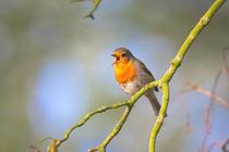 Conférence sur les chants des oiseaux : reconnaître les oiseaux sans les voir_Arcon