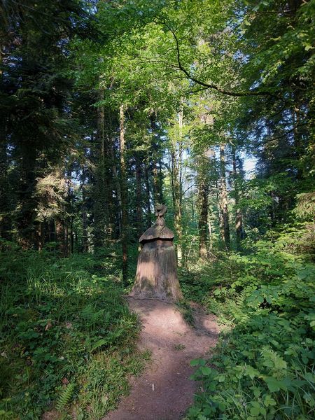 Balades dans la forêt de Rothonne