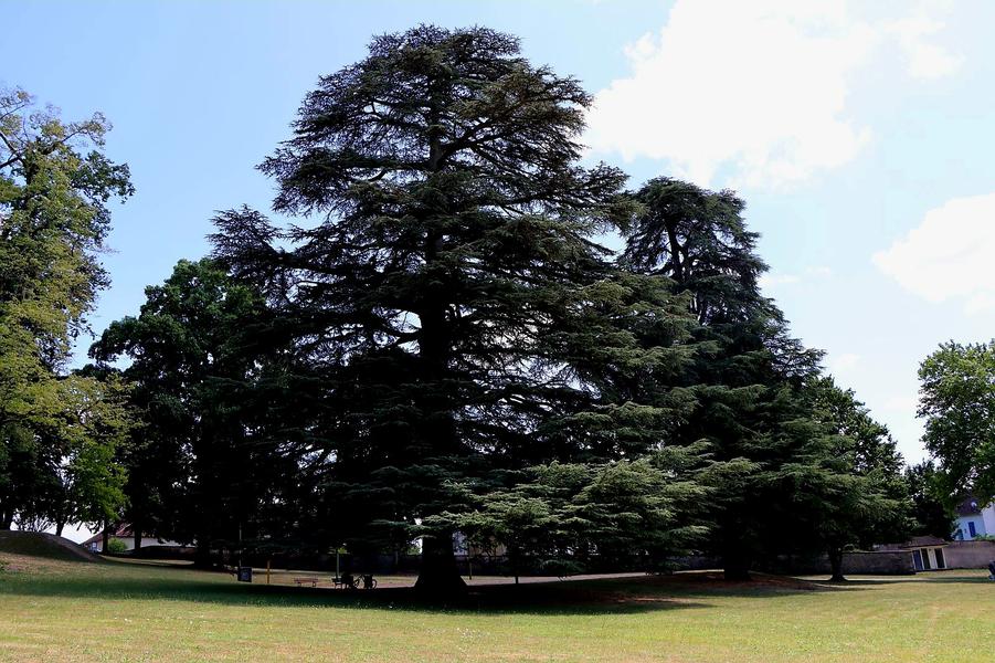 Arbre à découvrir à l'entrée du Clos Claret
