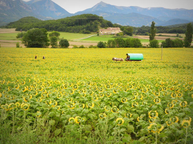 la roulotte verte dans les tournesols