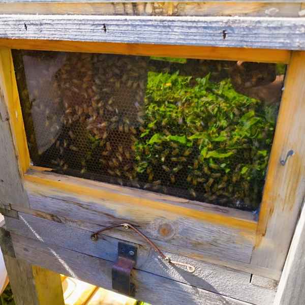 Api croisière_Chanaz