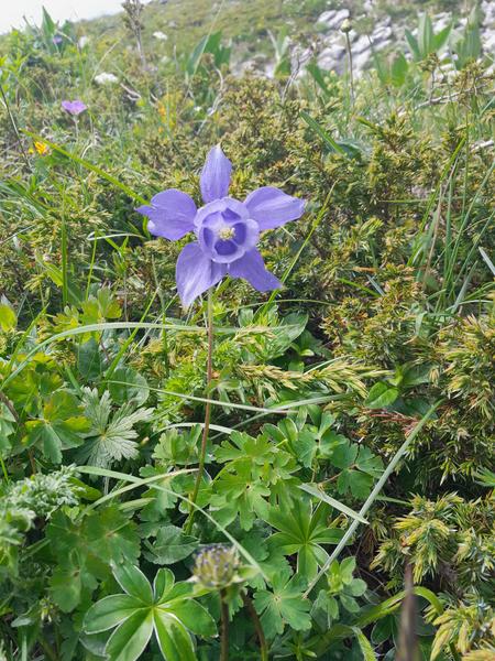 Traversée des arêtes du Gerbier