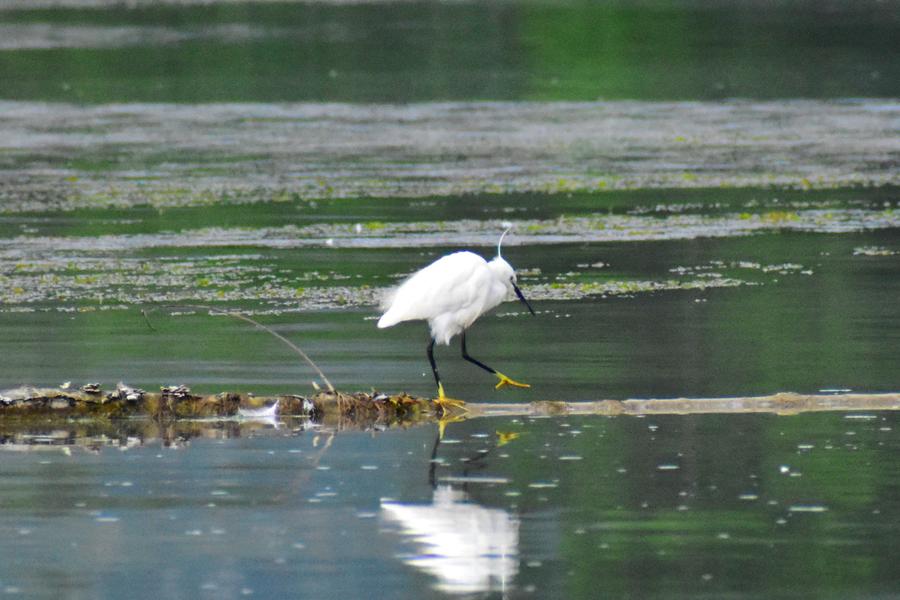 2021.06.29 - La Voulte (Printegarde)