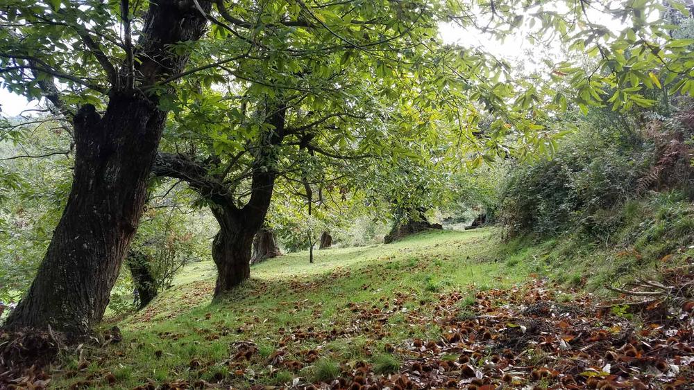 Châtaigneraie Godissard