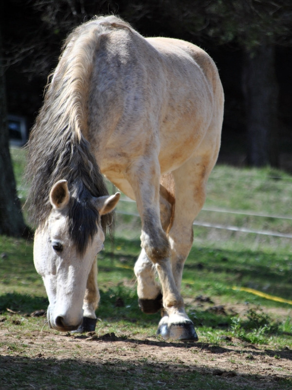 La Pastorale du Regagnas, Trets - photo 4