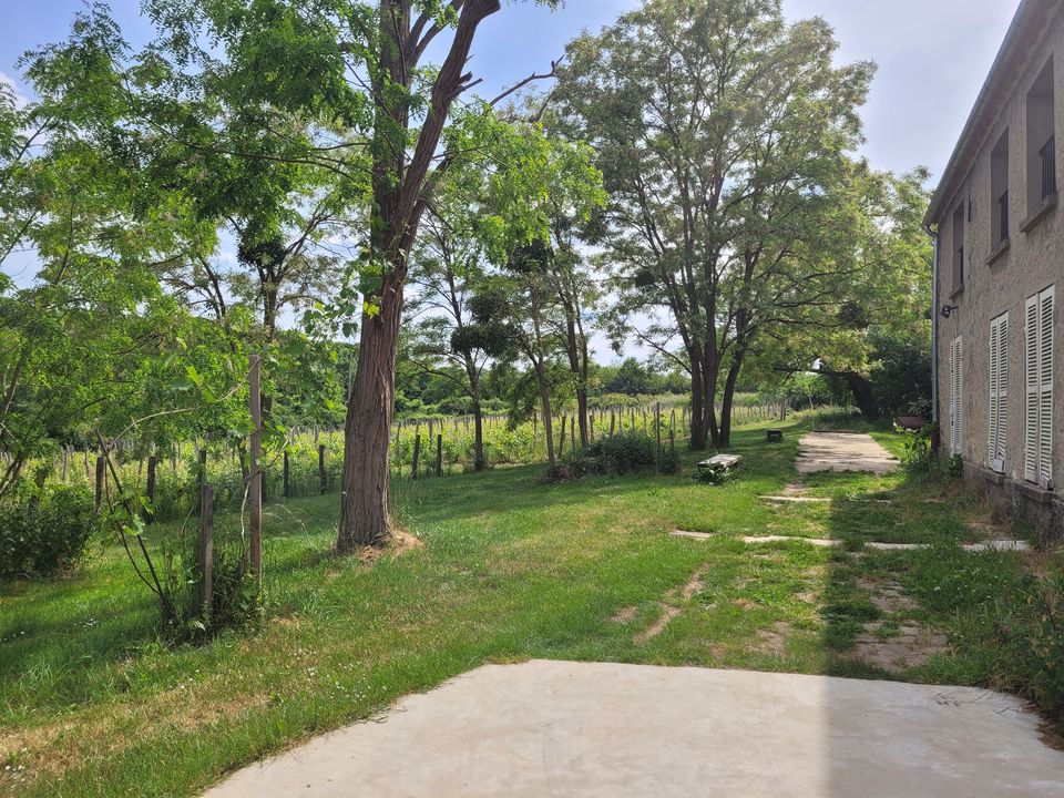 Visite Groupe : du00e9couverte du Vignoble de Vauhallan avec du00e9gustation_Vauhallan