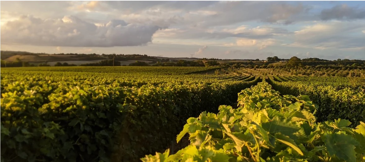 Domaine Le Petit Marand