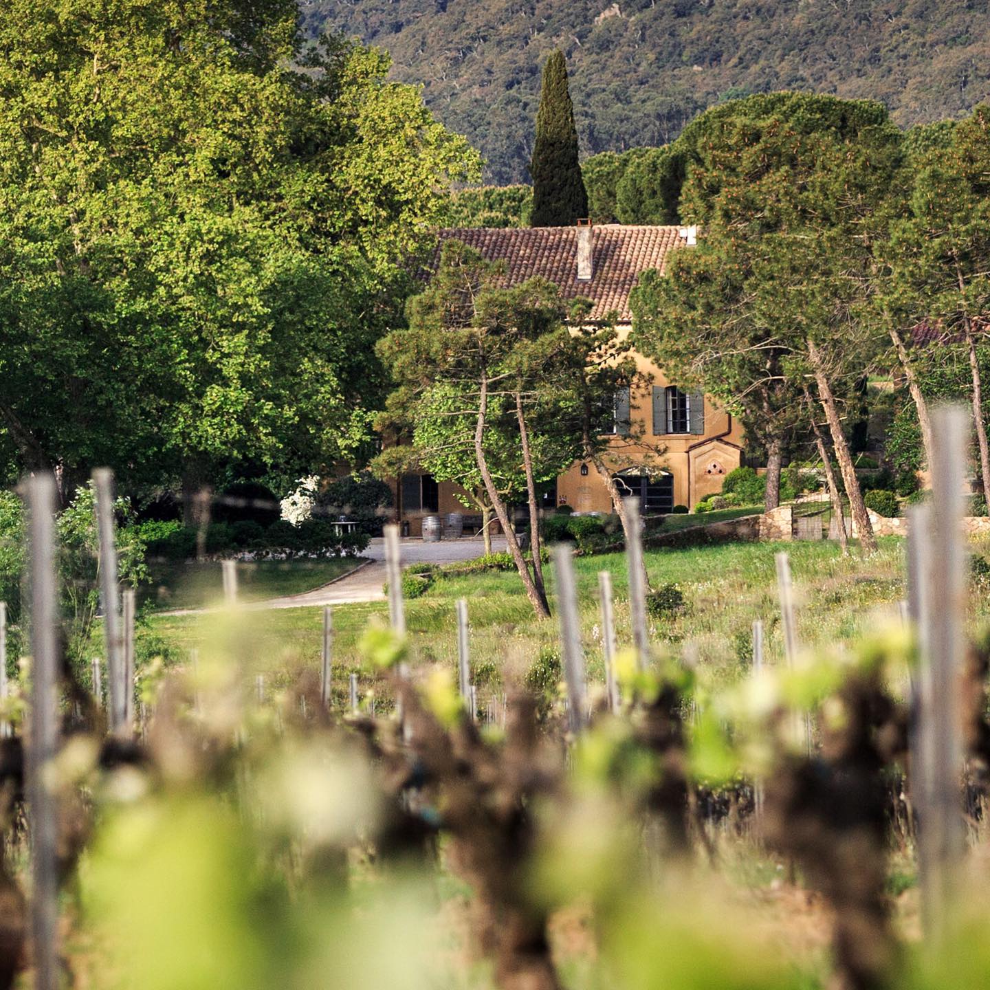 vue depuis les vignes