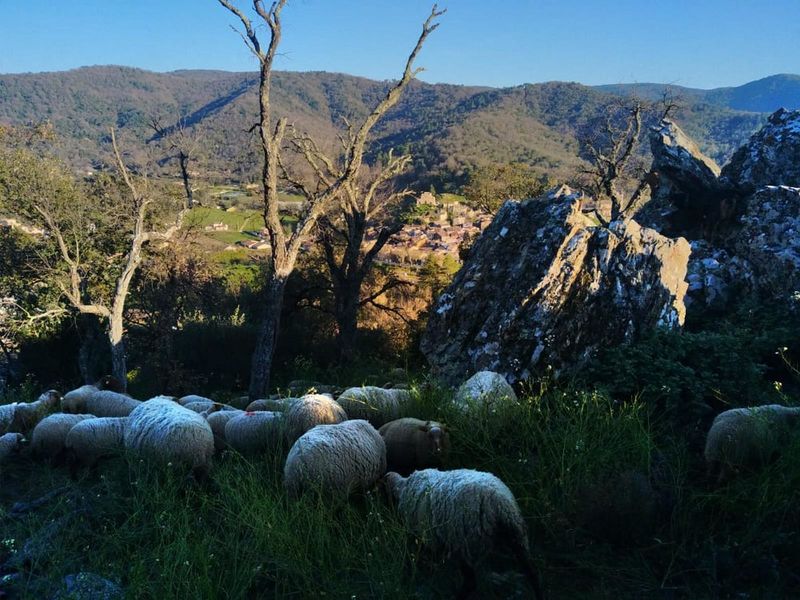 Troupeau à Collobrières