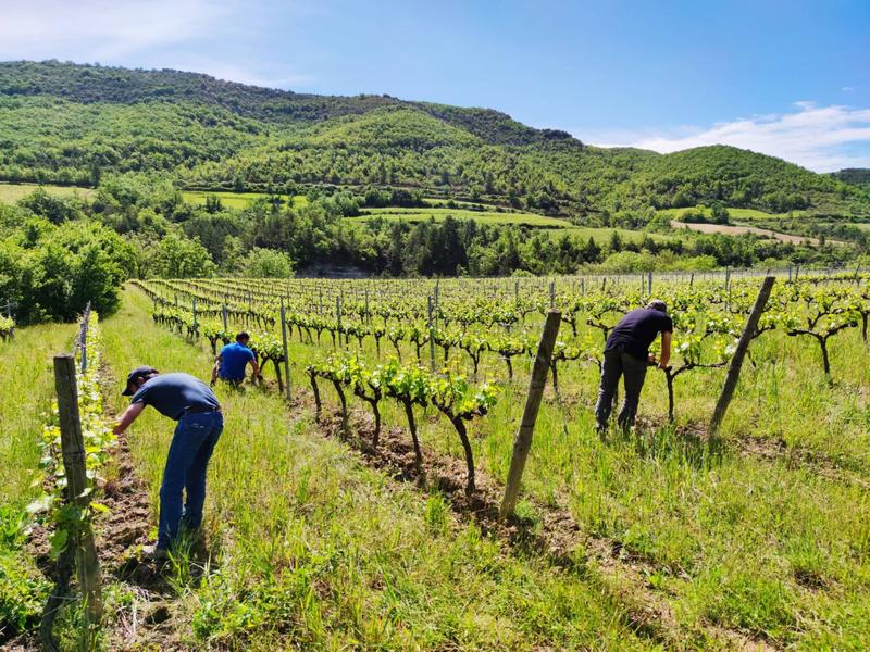 Plantes médicinales au coeur de la vigne
