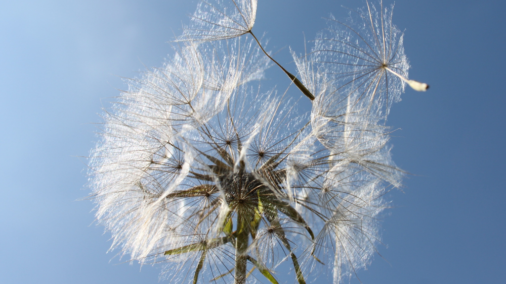 Racontines ça vole !