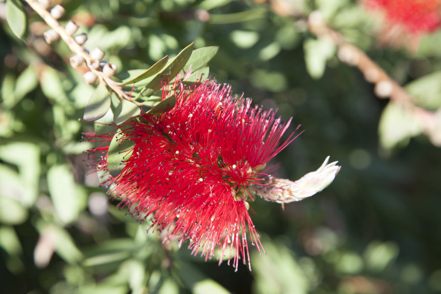 Callistemon citrinus zoom