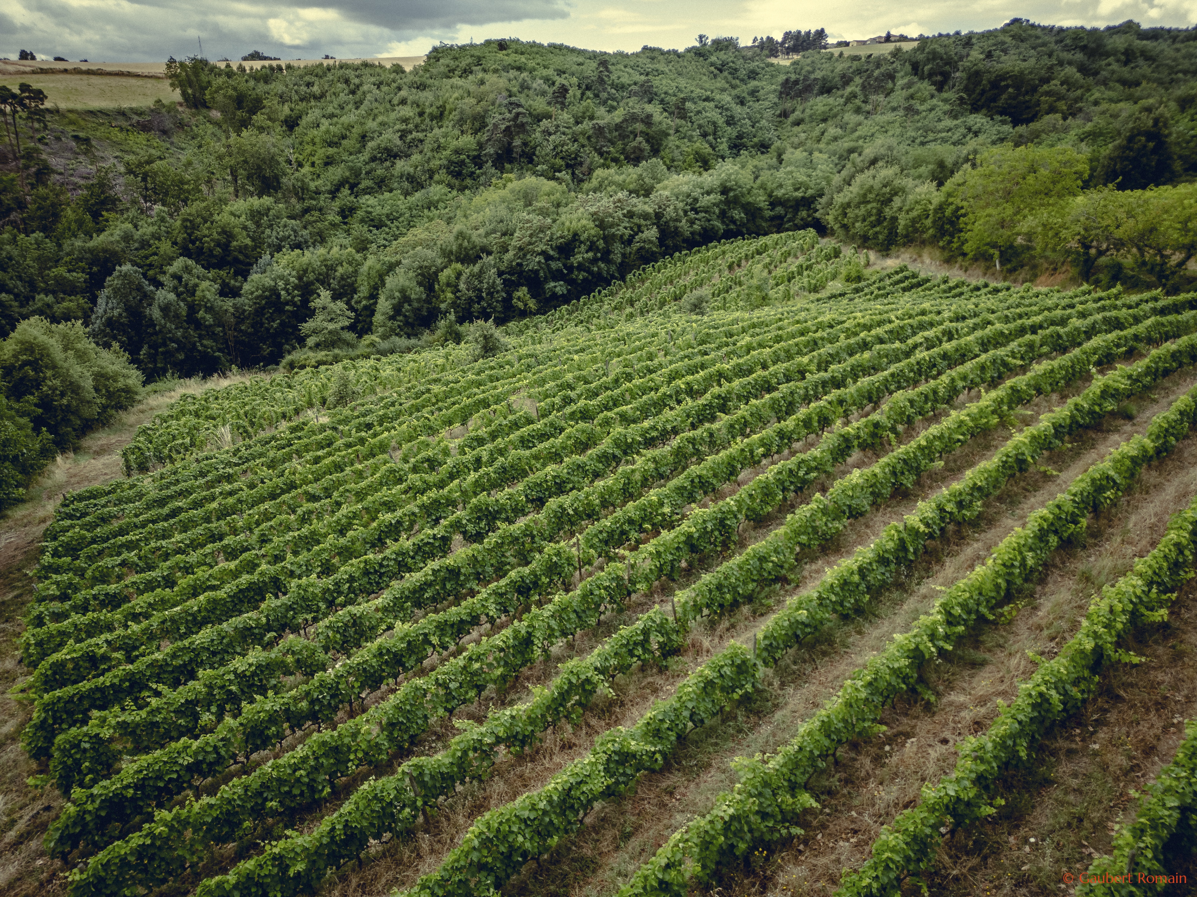 Domaine des Bardes_Eclassan