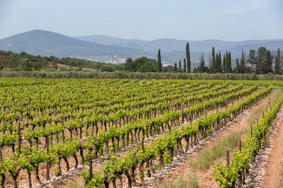 Vignes du Château de l'Aumérade