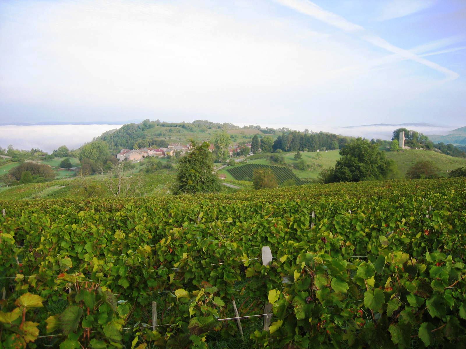 GAEC Philippe Balivet