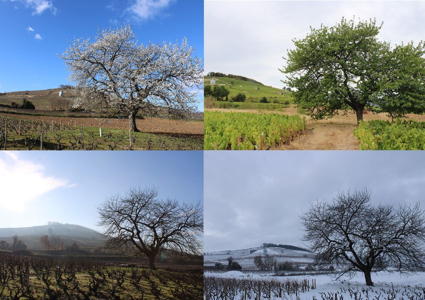 Domaine de la Voute des Crozes