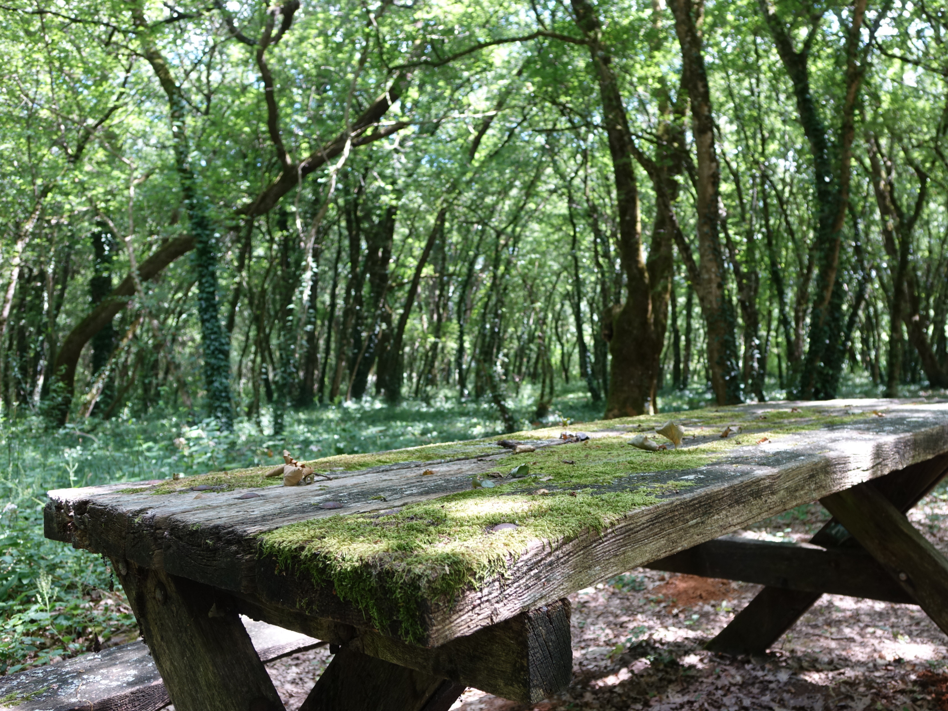 Aire de pique-nique des Charmes - Forêt de Benon