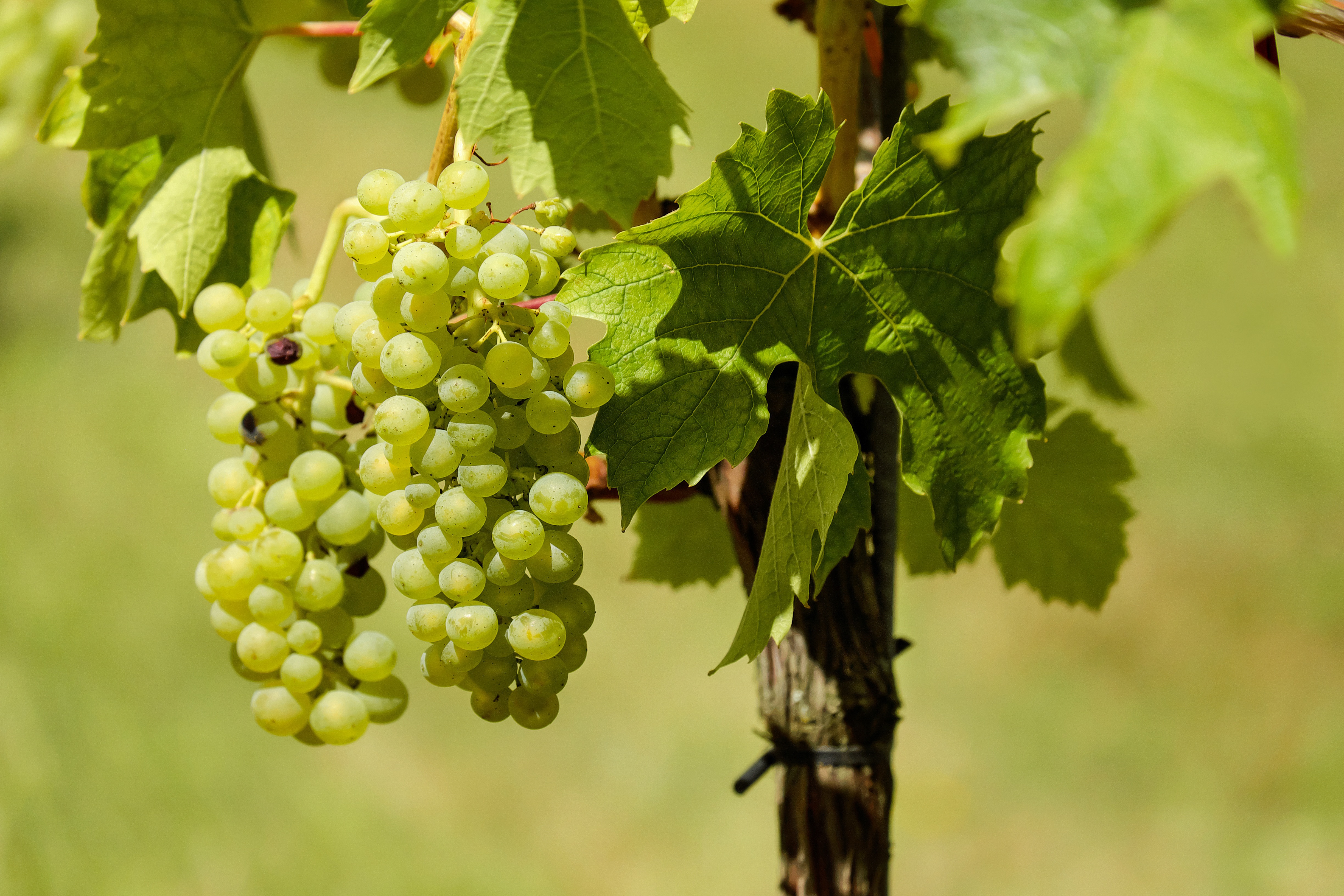 Chemin de vignes