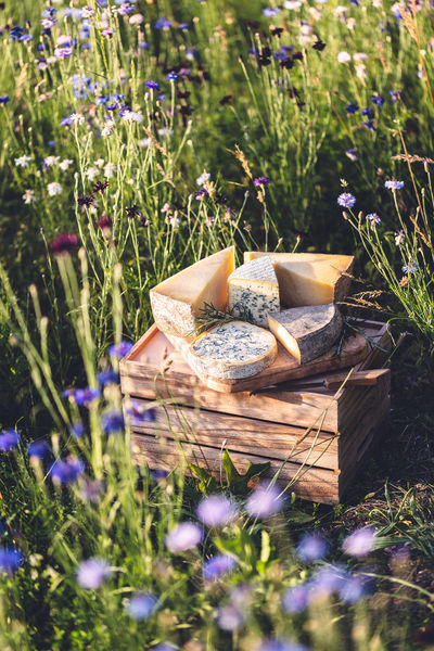 Fromages AOP d'Auvergne : une terre, cinq caractères