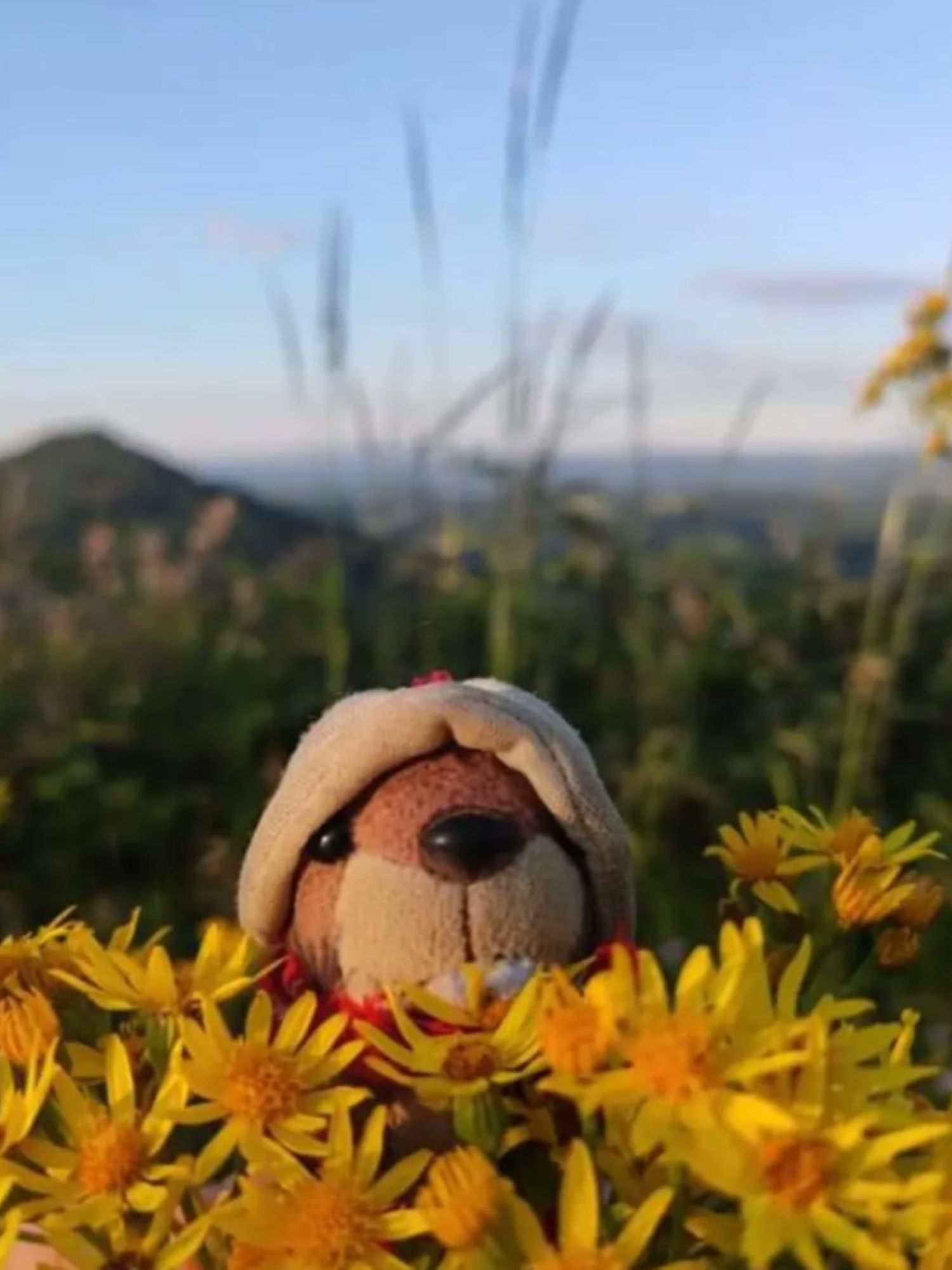 Mascotte