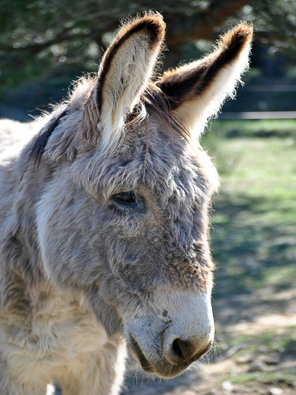 La Pastorale du Regagnas, Trets - photo 2