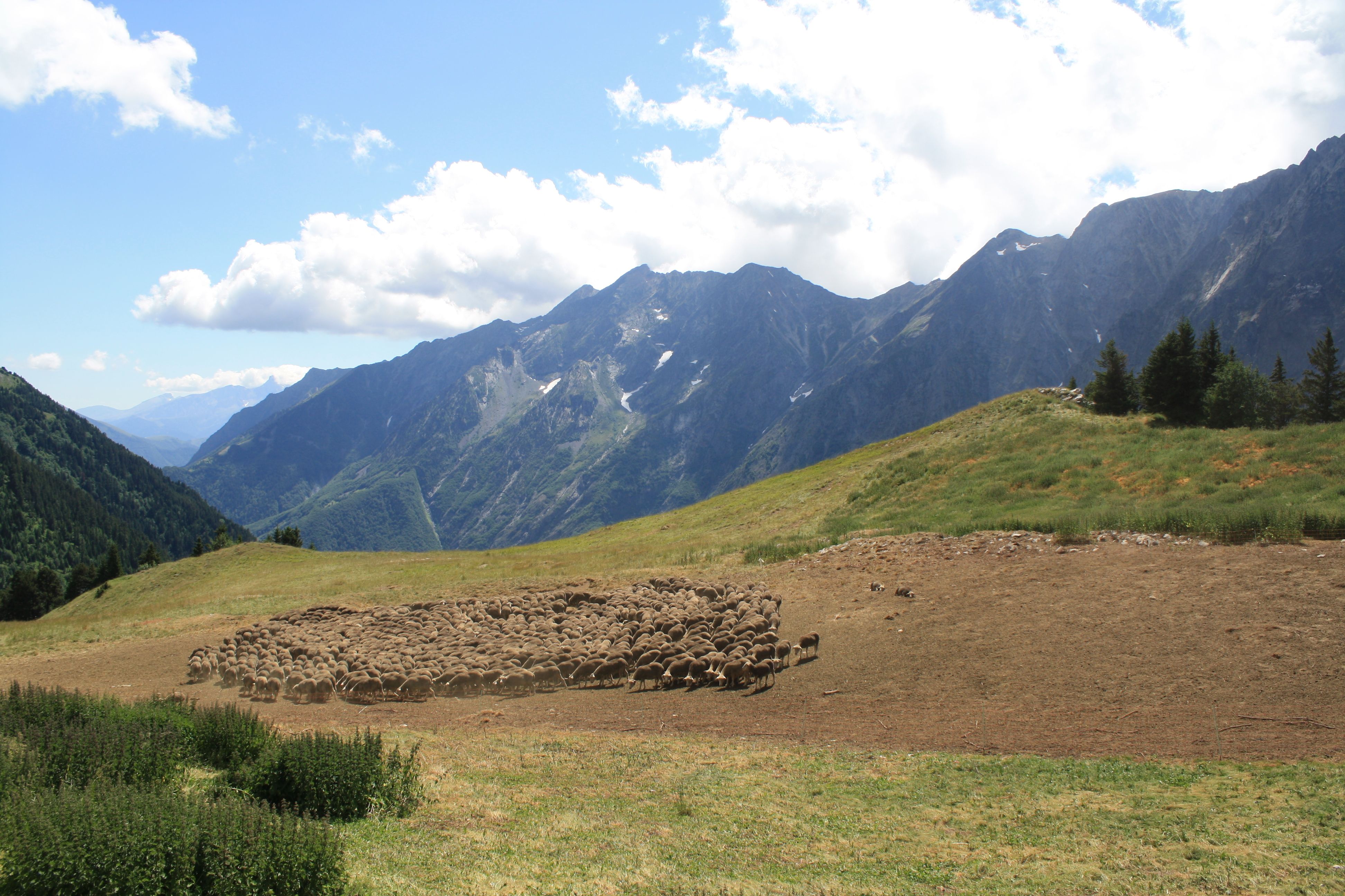 troupeau de brebis dans un alpage avec les montagnes en arrière plan
