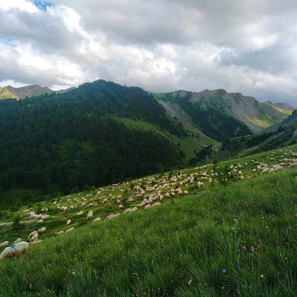 Troupeau en montagne
