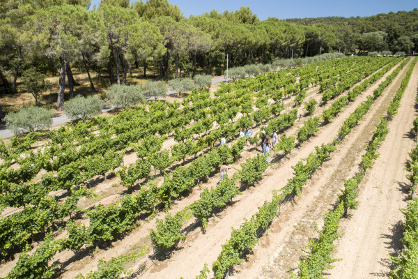 Les Vignobles au Pays de Cézanne