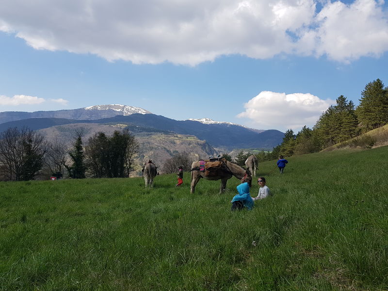 Balade avec ânes