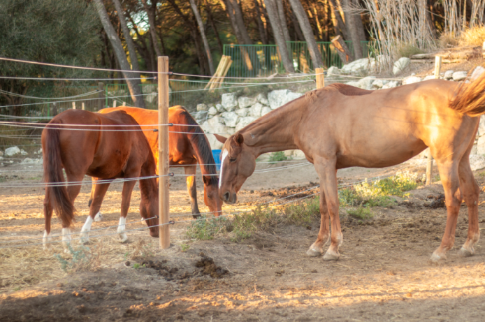 Concours de sauts d'obstacles