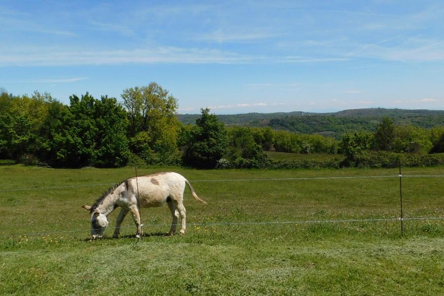 Tic - Sylilanse - La goutte d'Ô à St pons