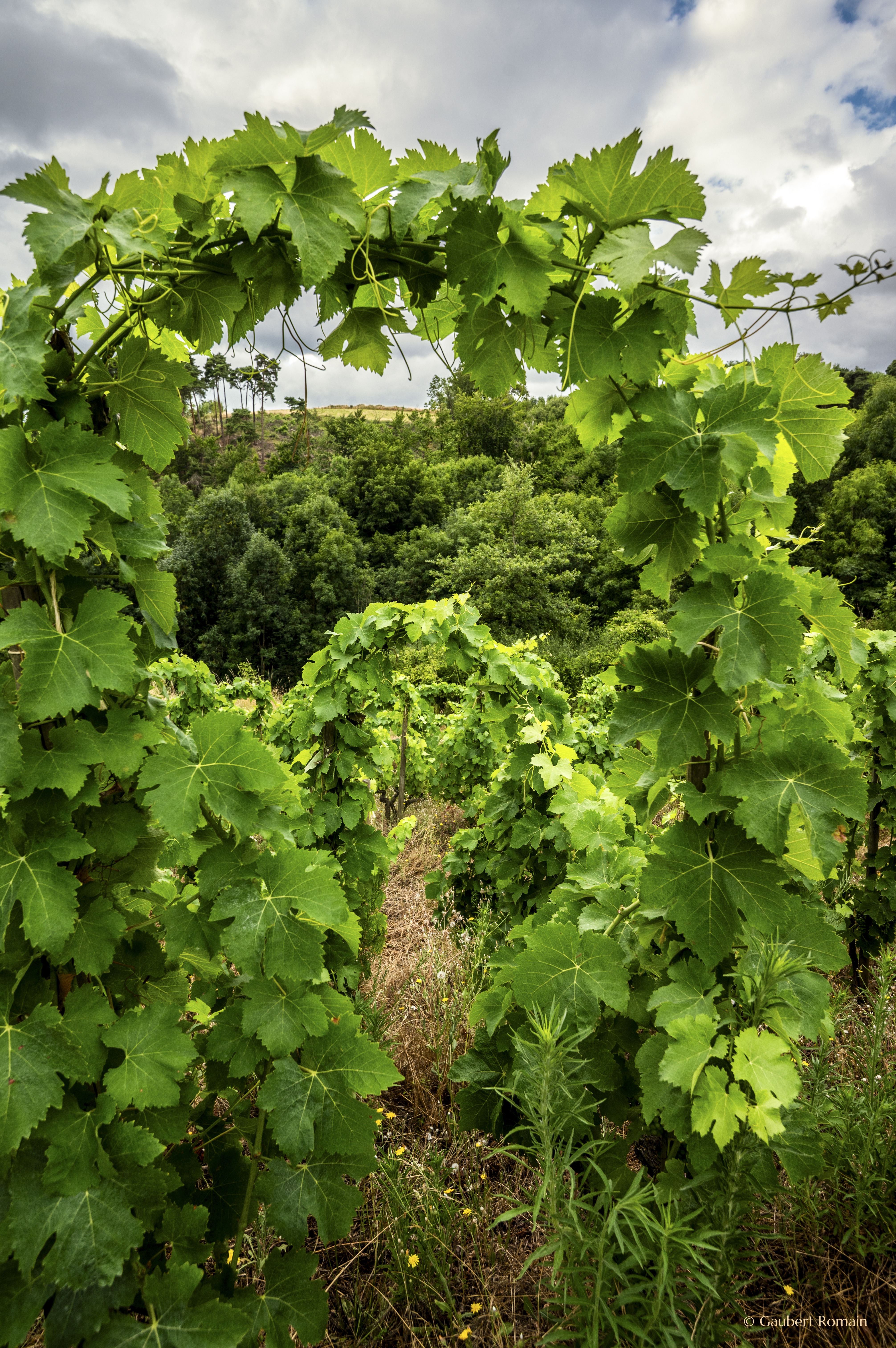 Domaine des Bardes_Eclassan