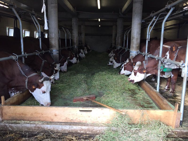 Etable Ferme des 3 Petits Coeurs