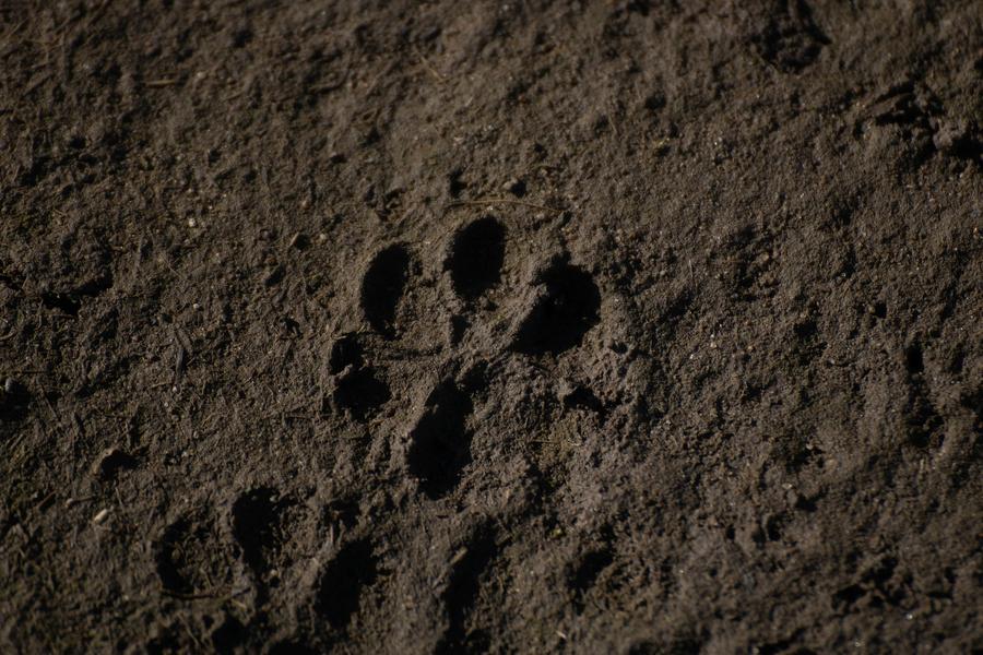 empreinte d'animal dans le sable