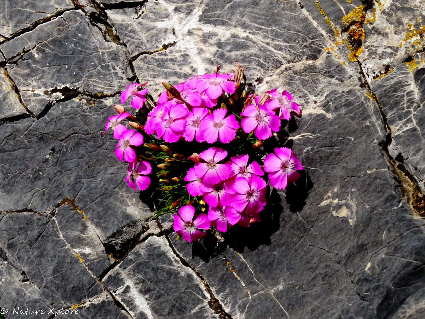 Nature Xplore CROTS