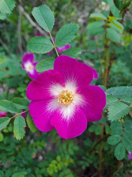 Initiation botanique : apprendre à observer les plantes au Jardin botanique de l'Université Paris-Saclay 