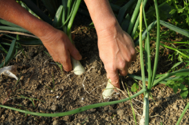 De Ferme en Ferme - Quintet condiments biologiques_Vachères-en-Quint