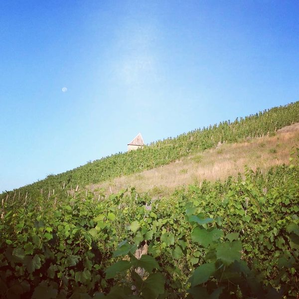 Domaine d'Ici Là Domaine d'Ici Là