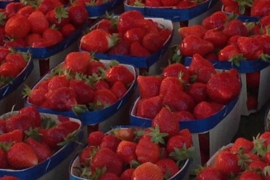 Vignobles de Bandol, Cassis, le Castellet