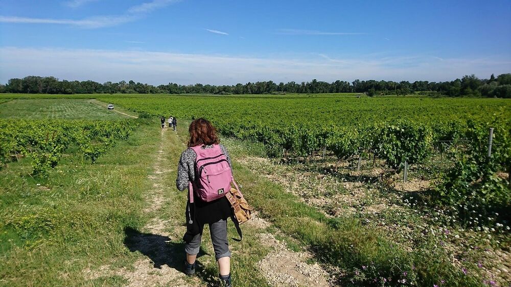 Sentier vigneron