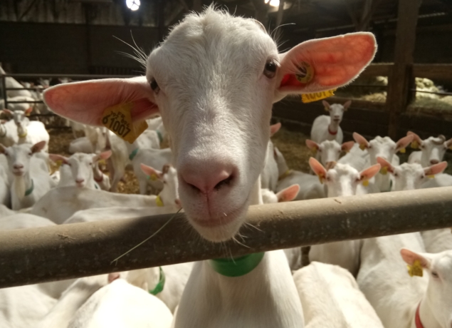 Les Chèvres du Masbiennassis: lydie Maréchal