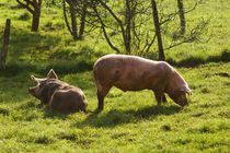 Cochons en plein air de la bergerie de la Cordière