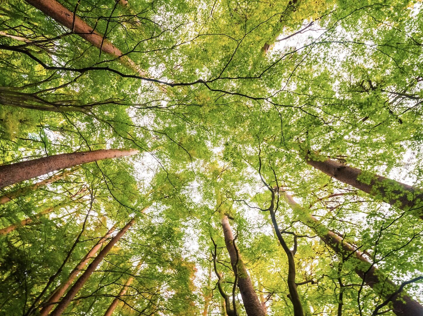 Animation nature - À la découverte de nos arbres