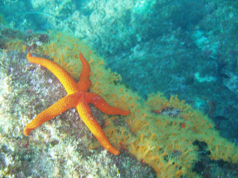 Découverte sous marine à La Londe